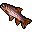 rainbow trout